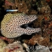 moray_honeycomb_bac_nmal_h_0016_mal2166.jpg